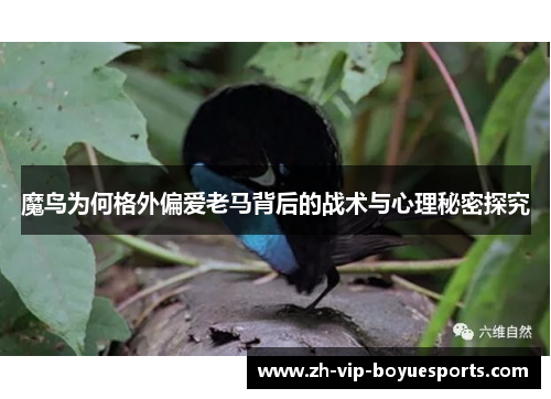 魔鸟为何格外偏爱老马背后的战术与心理秘密探究 魔鸟为何格外偏爱老马背后的战术与心理秘密探究